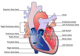 Normal heart