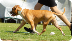 Pine Rivers Show - April 2019