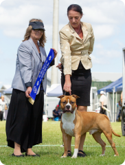 Pine Rivers Kennel Club | Mrs C. Holman (QLD) | Australian Bred In Group | 07.04.19