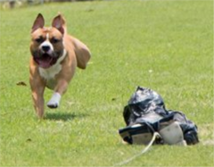 Lure Coursing - Dec 2018