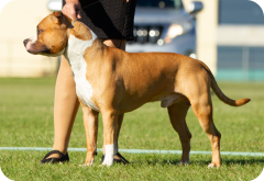 Ares at Pine Rivers Show - April 2019