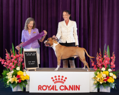 Dog Of The Year Support Show | Ms P. Taylor (Canada) | Australian Bred In Group | 20.10.19
