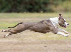 Her first go at lure coursing - 2016