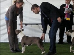 Winning Best of Breed at the 2014 Royal Brisbane Show - Judge: Mr Stavros Argyrou (Cyprus)