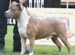 2011 ASTCQ Open Show