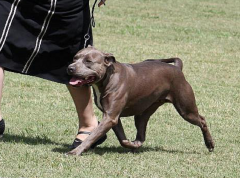 2009 ASTCQ Open Show