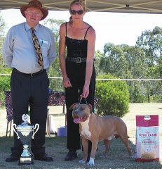 Stoner Best In Show - ASTCQ Open Show 2007 - Judge: Mr M. Towell (QLD)