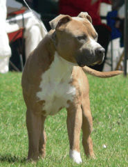 Stoner at the Royal Bathurst Show - 2008