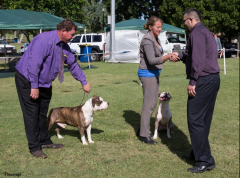 9mths of age, pictured with his sister Ch. Staffwild Super Overdrive.  Loki is handled by D. Jackson