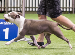 Royal Brisbane Show - 2015